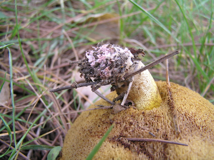 ritrovamenti del 27.11.07 (secondo gruppo)